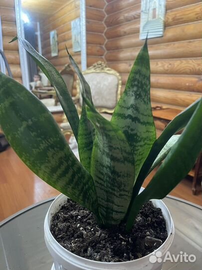 Сансевиерия