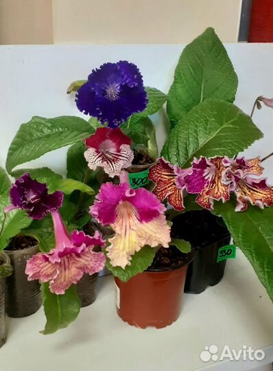 Стрептокарпусы