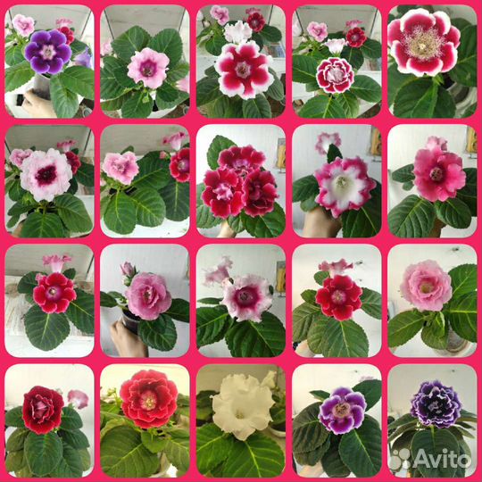 Глоксинии семена