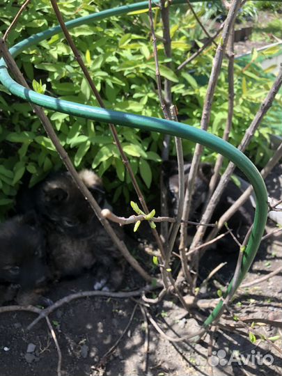 Маленькая собака