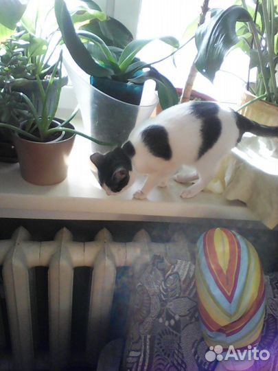 Гостиница для животных