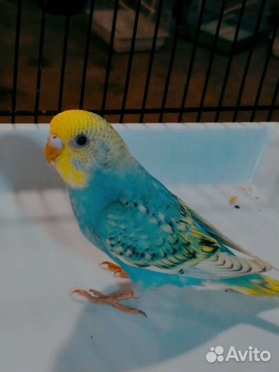 Попугай волнистый (птенцы с клеткой)