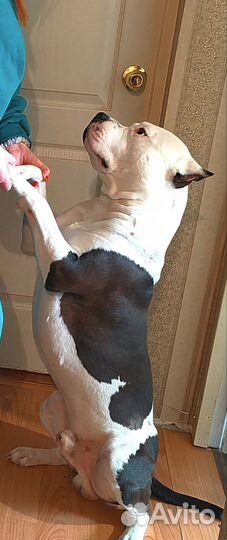 Амстафф щенки