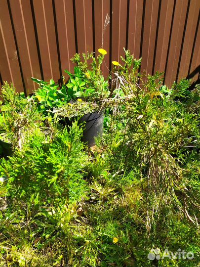 Можжевельник