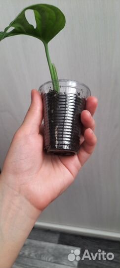 Комнатные цветы