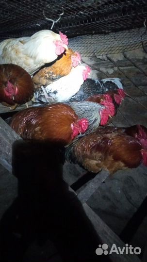 Молодые петухи