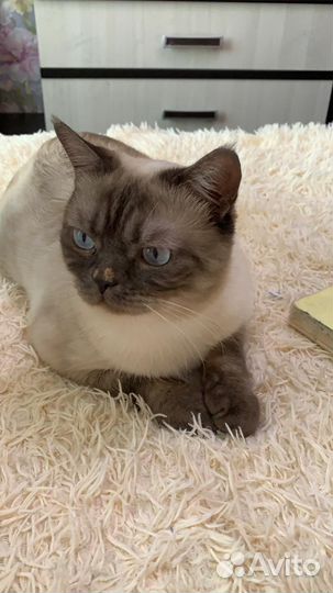 Кот в добрые руки