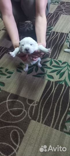 Щенки алабая