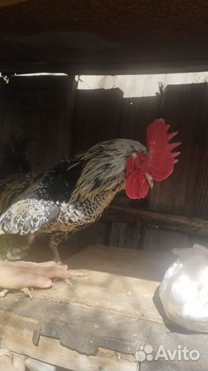 Молодые петухи