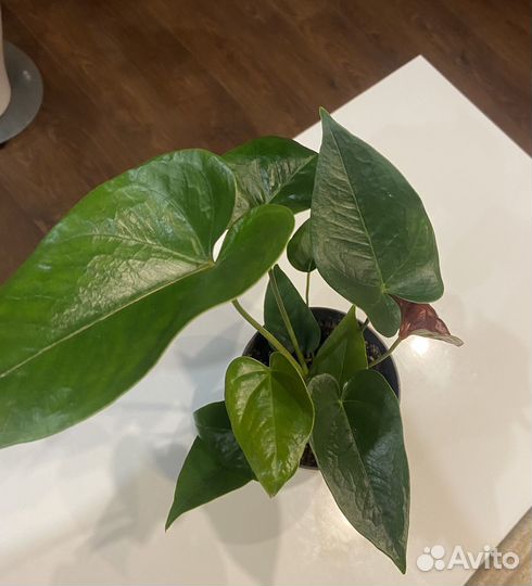 Комнатные цветы антуриум