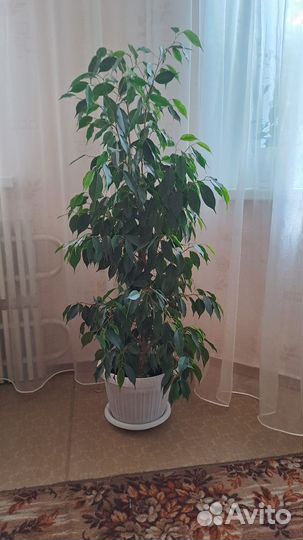 Бенджамина