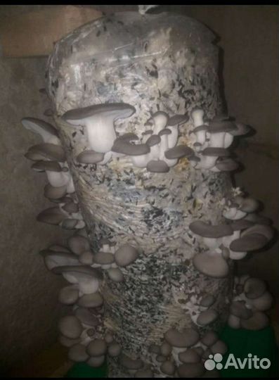 Вешенка.Готовые грибные блоки,Мицелий