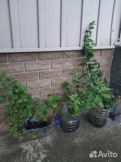 Жасмин, чубушник, кустарник,изгородь