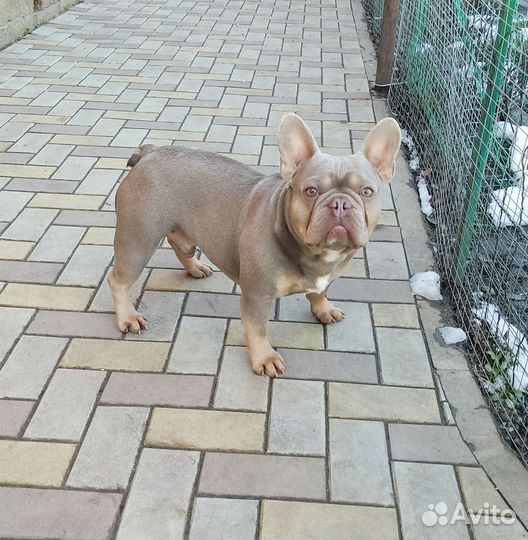 Французский бульдог изабелла