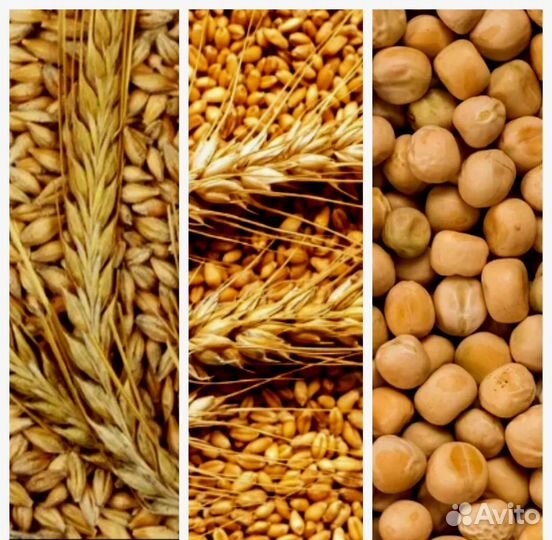 Зерно пшеница ячмень горох