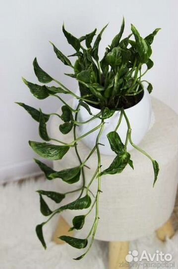 Эпипремнум Годзилла