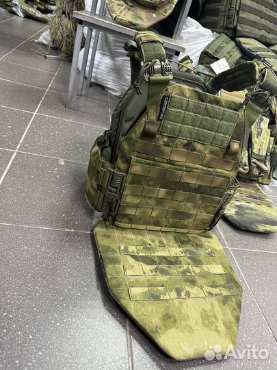 Плитоносец пират про мох