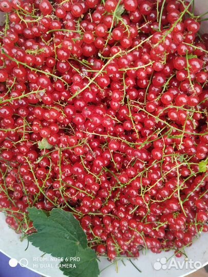 Красная и желтая смородина,яблоки чернянка,хрен