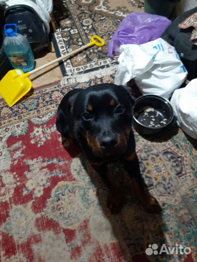 Ротвейлер, продаю щенка 10 мес. Кобель, оч. добрый