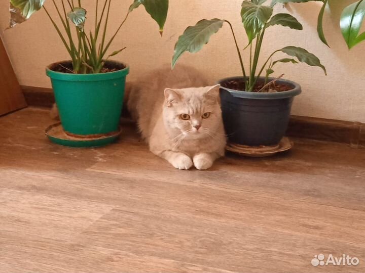 Британская