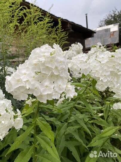 Флоксы, ирисы