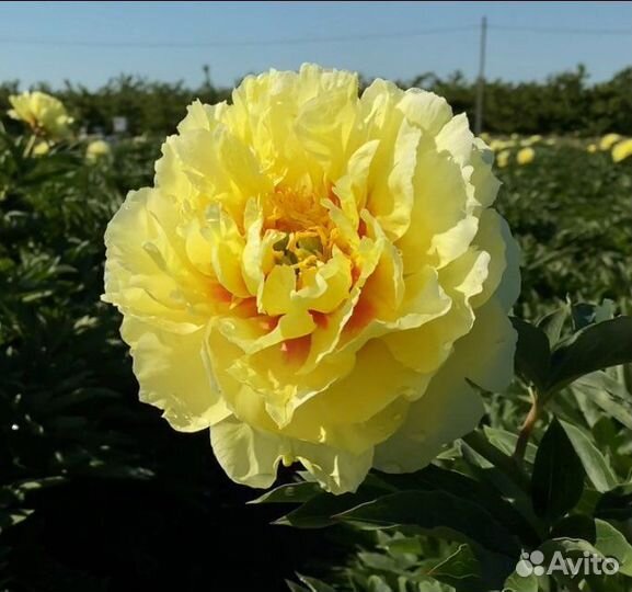 Саженцы пионов