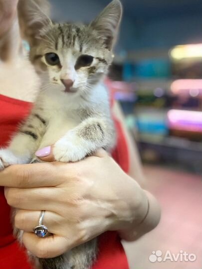 Котята в добрые руки мальчики