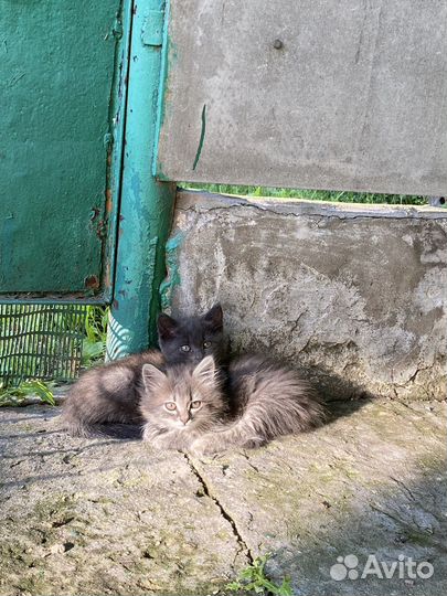 Отдам в добрые руки