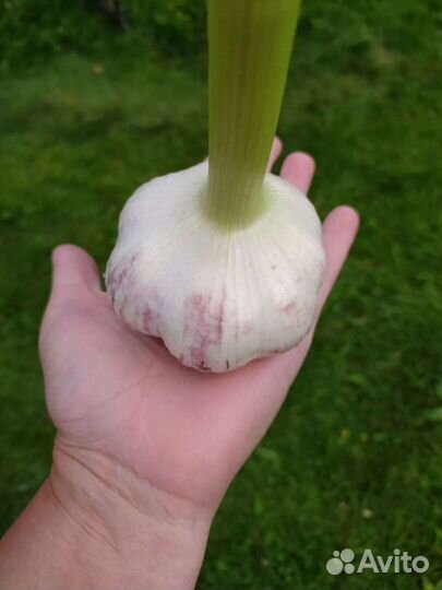 Чеснок на посадку