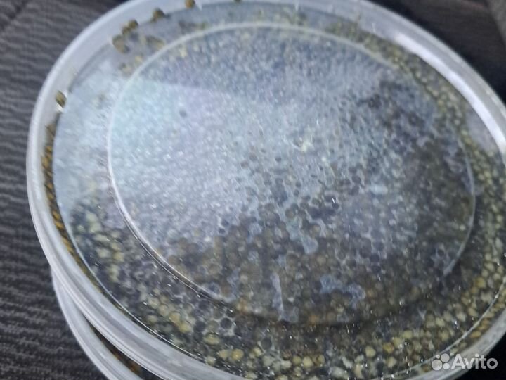 Красная икра