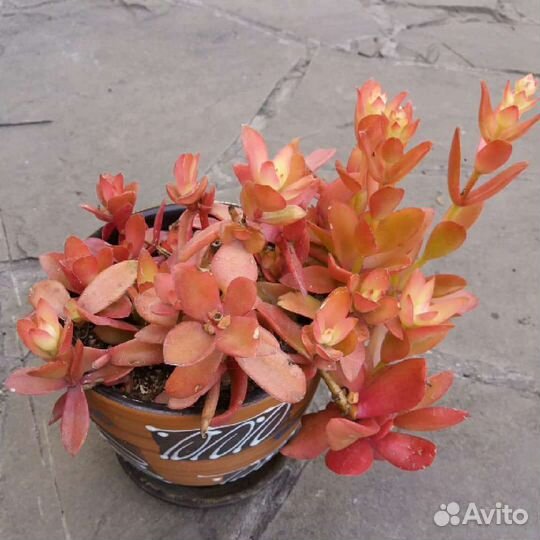 Суккуленты для флорариума