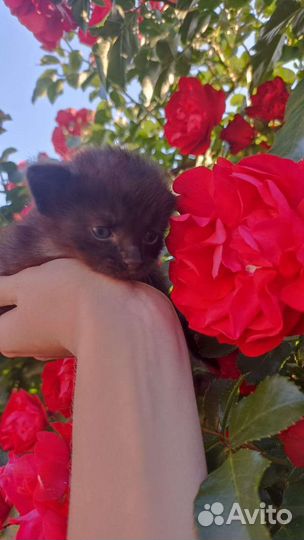 Черные котята