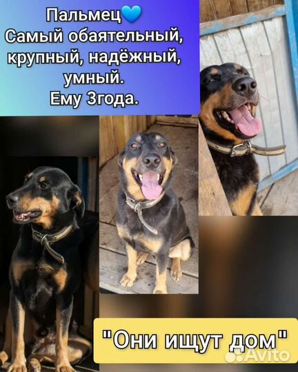 Собака в добрые руки