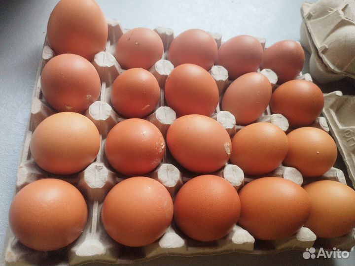 Домашние куриные яйца