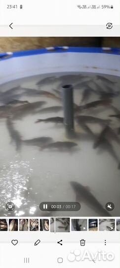 Чехонь, лещ на посол