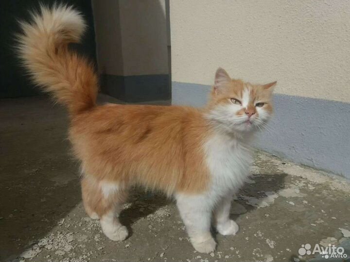 Кошка в добрые руки