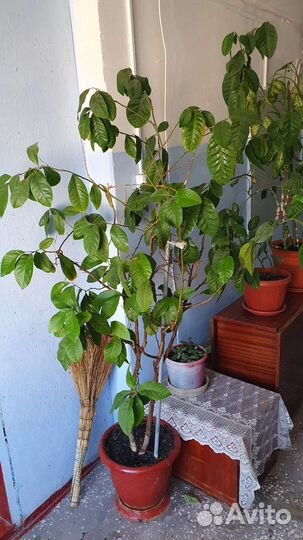 Комнатные растения