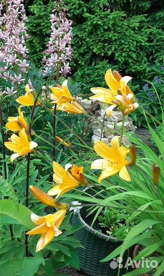 Лилейник, купена