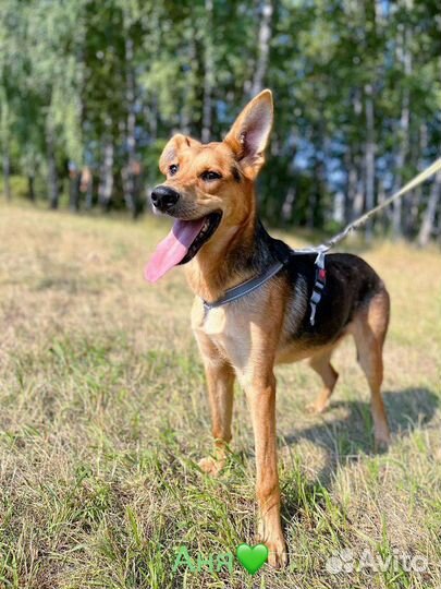 Малыш Брюс ищет дом