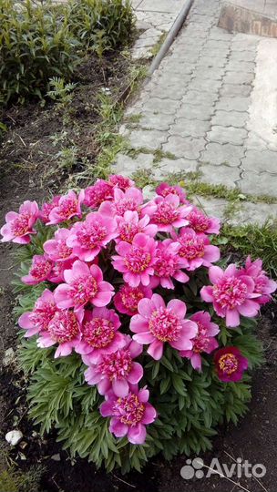 Японский пион