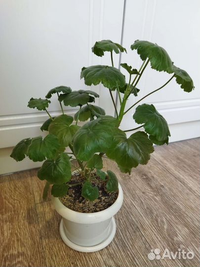 Пеларгония