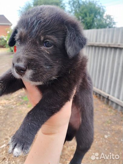 Собаки бесплатно в добрые руки