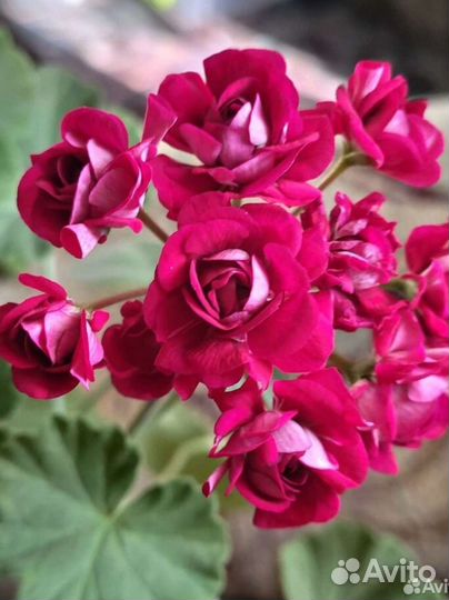 Зональная пеларгония