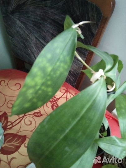 Драцена суркулоза