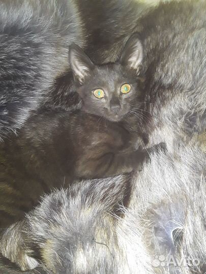 Отдам котиков в добрые руки