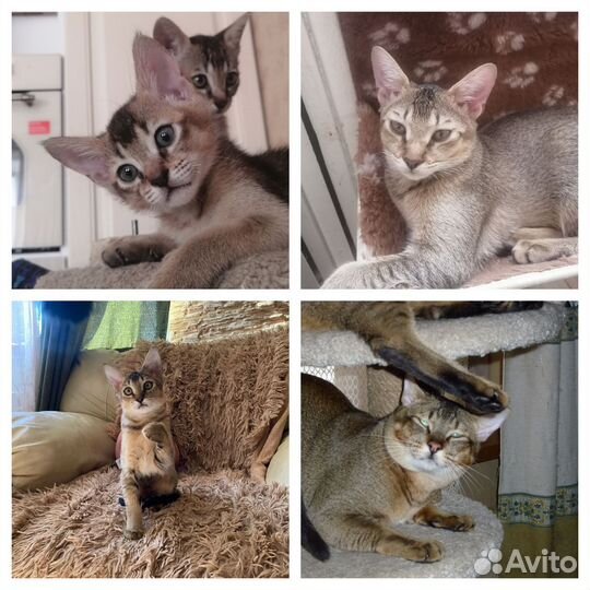 Котята Чаузи
