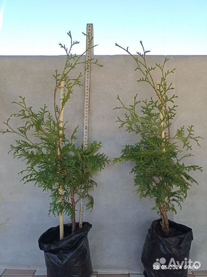 Туи Колумна и Холмструп