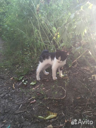 Котенку нужен дом