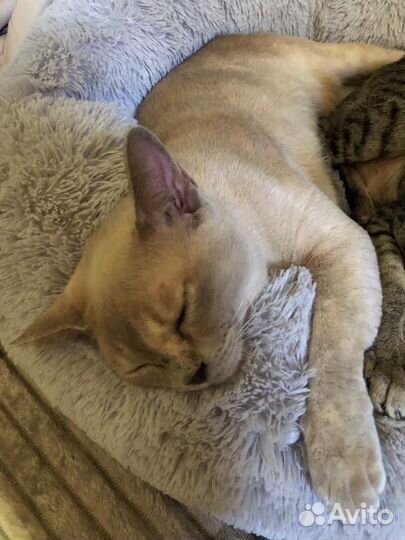 Бурманская кошка бесплатно