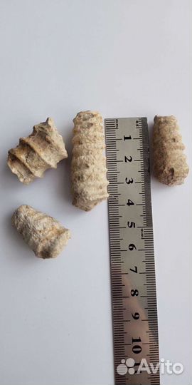 Окаменелости аммониты